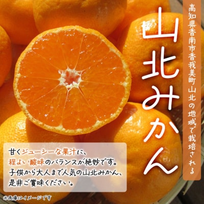 【訳あり】山北みかん 露地(S～M)B品 10kg - 果物 フルーツ ミカン th-0018