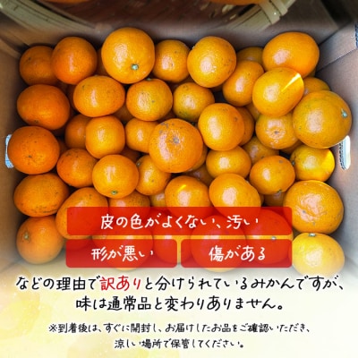 【訳あり】山北みかん 露地(S～M)B品 10kg - 果物 フルーツ ミカン th-0018
