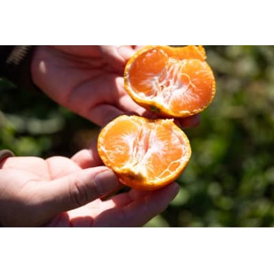 【訳あり】山北みかん 露地(S～M)B品 10kg - 果物 フルーツ ミカン th-0018