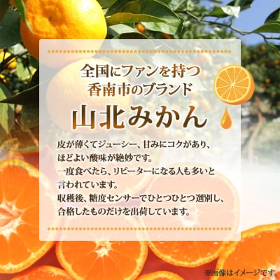 【令和7年度出荷】ブランドみかん 小玉 3kg 山北みかん 温州みかん 3キロ 人気 ku-0042