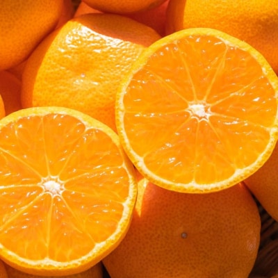 【令和8年10月下旬発送開始】山北みかん 3kg 温州みかん 3キロ 人気 ジュース ku-0052