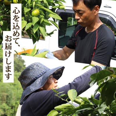 【令和8年10月下旬発送開始】山北みかん 3kg 温州みかん 3キロ 人気 ジュース ku-0052