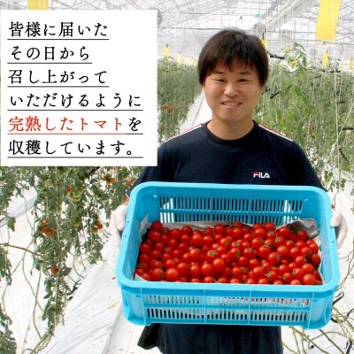 高糖度&高機能性 フルーツトマト2kg kr-0018