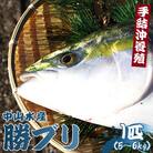 【先行受付】ぶり 1匹(5kg～6kg) 中山水産 手結沖養殖「勝ブリ」 ny-0010