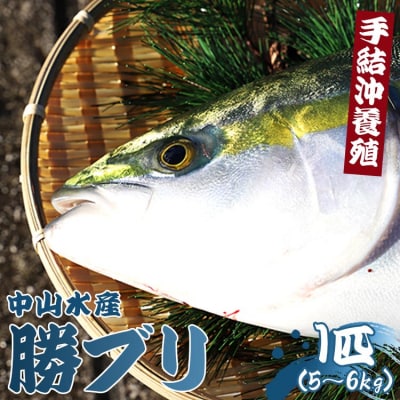 【年末配送可能】【先行受付】ぶり 1匹(5kg～6kg) 手結沖養殖「勝ブリ」 ny-0010