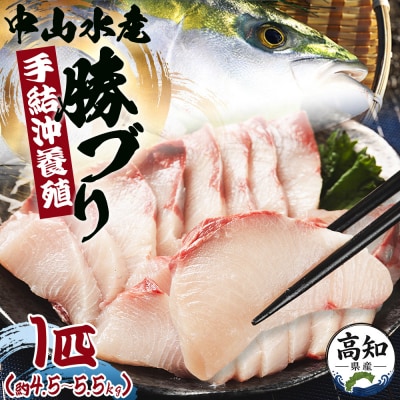 ぶり 1尾 4.5kg～5.5kg ぶりしゃぶ  ブリ刺身 ぶりのたたきでお楽しみ ny-0014