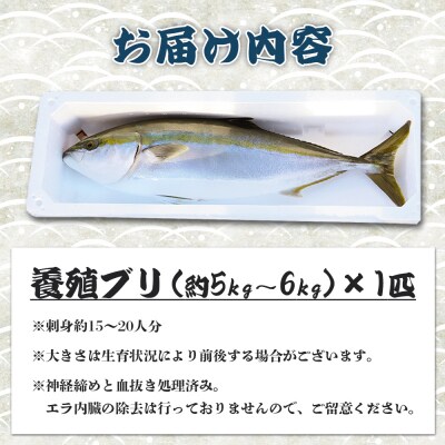 【先行受付】ぶり 1匹(5kg～6kg) 中山水産 手結沖養殖「勝ブリ」 ny-0010