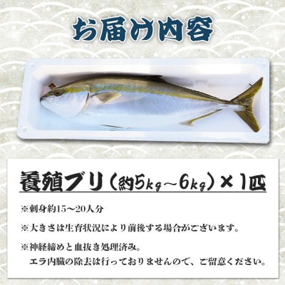 【先行受付】ぶり 1匹(5kg～6kg) 手結沖養殖「勝ブリ」 ny-0010