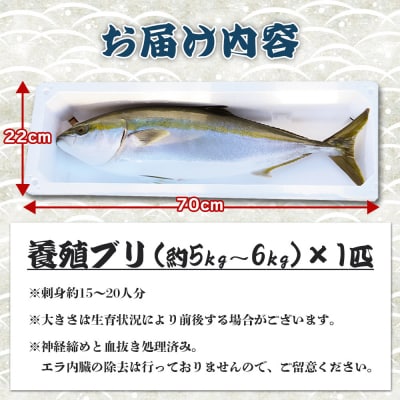 【年末配送可能】ぶり 1匹(5kg～6kg) 手結沖養殖「勝ブリ」 ny-0014