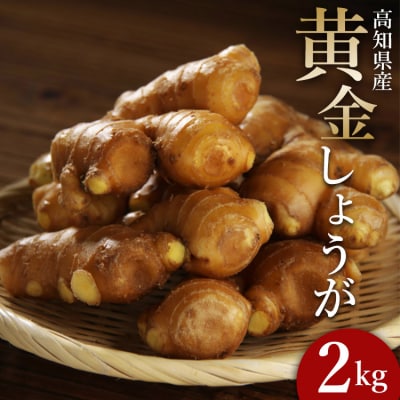 生姜一筋70年の生姜老舗問屋 黄金しょうが2kg Xnb-0007