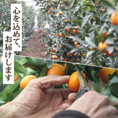 高知の太陽を浴びた完熟フルーツきんかん 合計500g(250g×2パック) ku-0048