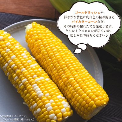 とうもろこし 朝採れスイートコーン 3kg (8～10本) sg-0005