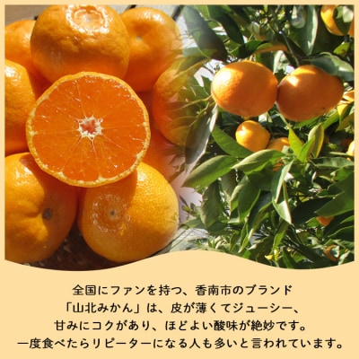 訳あり 山北みかん ご家庭用 約5kg(約40～60個) 山北みらい yk-0042