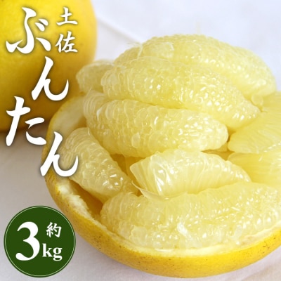 土佐文旦 3kg 柑橘系果物 柑橘類 フルーツ 土佐文旦 高知県 先行受付 間城農園 ms-0090