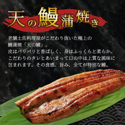 土佐料理司 鰹たたき・天の鰻蒲焼き tr-0017
