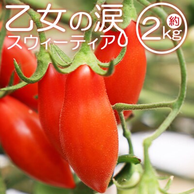 【先行受付】乙女の涙 スウィーティア ミニトマト 2kg is-0012