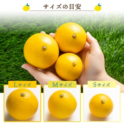 【2026年出荷分】ハウス小夏(日向夏)約2.5kg(ギフト用) 高知県 kd-0031