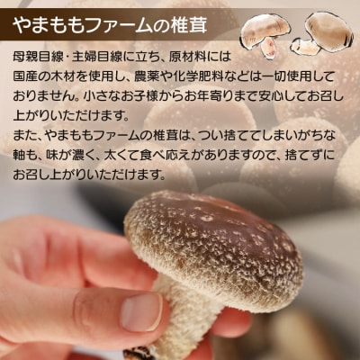 やまももファーム椎茸 冬菌はちきん生椎茸(菌床)約800g  yo-0013