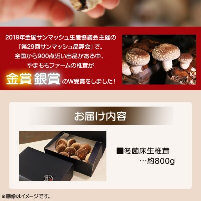 やまももファーム椎茸 冬菌はちきん生椎茸(菌床)約800g  yo-0013