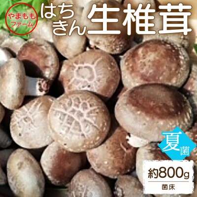 やまももファーム椎茸 夏菌はちきん生椎茸(菌床)約800g yo-0011 