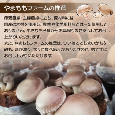 やまももファーム椎茸 夏菌はちきん生椎茸(菌床)約800g yo-0011 