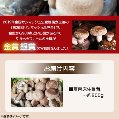 やまももファーム椎茸 夏菌はちきん生椎茸(菌床)約800g yo-0011 