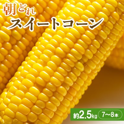 【2026年5月下旬より順次配送】朝どれ とうもろこし 2.5kg以上(7～8本) sy-0001