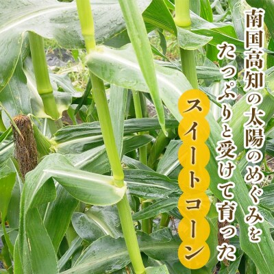 朝どれスイートコーン 2.5kg以上(7～8本) sy-0001