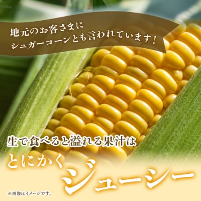 【2026年5月下旬より順次配送】朝どれ とうもろこし 2.5kg以上(7～8本) sy-0001
