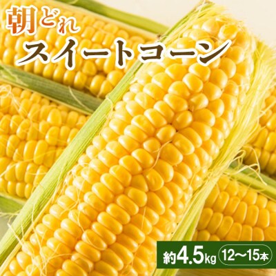 朝どれスイートコーン 4.5kg(12～15本) sy-0002