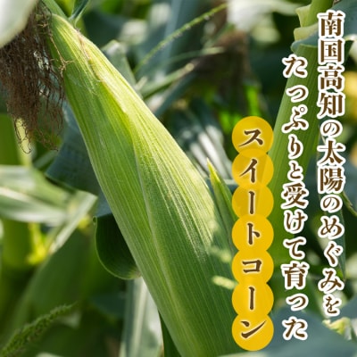 【2026年5月下旬より順次配送】朝どれ とうもろこし 4.5kg(12～15本) sy-0002