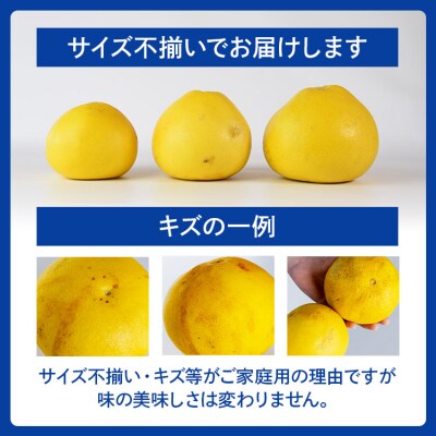 【先行受付】土佐文旦 家庭用 約10kg ku-0047