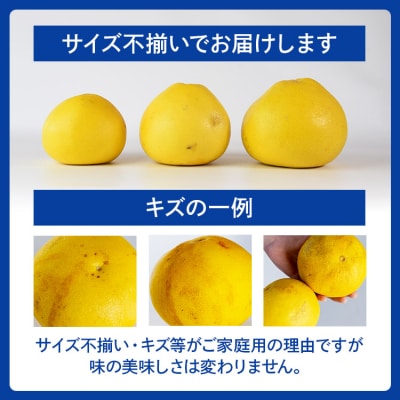 【令和9年1月下旬発送開始】土佐文旦 家庭用 約10kg ku-0058