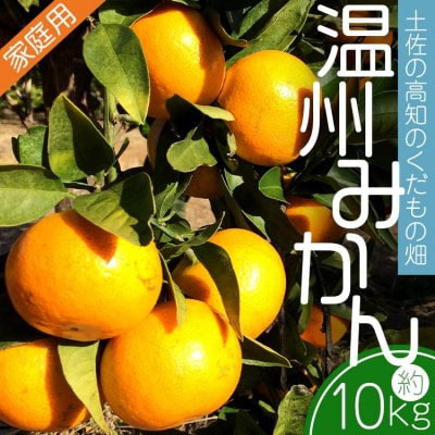 【先みかん10kg 土佐の高知のくだもの畑 みかん(家庭用)10kg(5kg箱×2) kd-0027