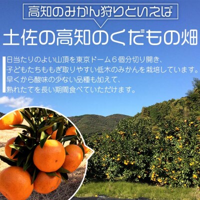 【先みかん10kg 土佐の高知のくだもの畑 みかん(家庭用)10kg(5kg箱×2) kd-0027