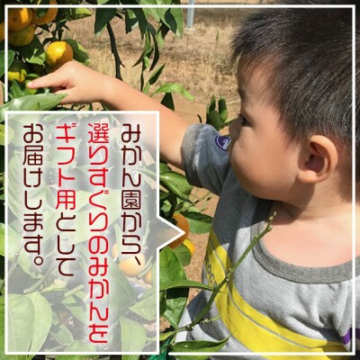 【みかん10kg 土佐の高知のくだもの畑 みかん(ギフト用)10kg(5kg箱×2) kd-0028