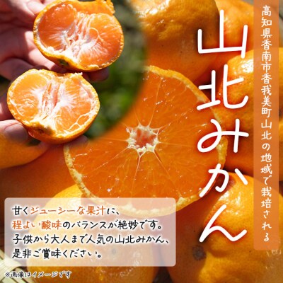 家庭用 山北みかん5kg露地(S～M)B品 小傷あり×2箱(合計10kg) 高橋農園 th-0011