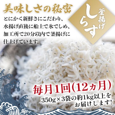 定期便 12カ月 釜揚げしらす「銀凪」350g×3袋(約1kg) Wym-0013