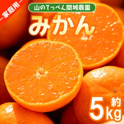 家庭用 温州みかん 5kg 山のてっぺん間城農園のみかん 糖度 甘い 5キロ ms-0074