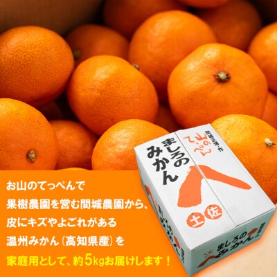 家庭用 温州みかん 5kg 山のてっぺん間城農園のみかん 糖度 甘い 5キロ ms-0074