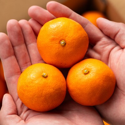 家庭用 温州みかん 5kg 山のてっぺん間城農園のみかん 糖度 甘い 5キロ ms-0074