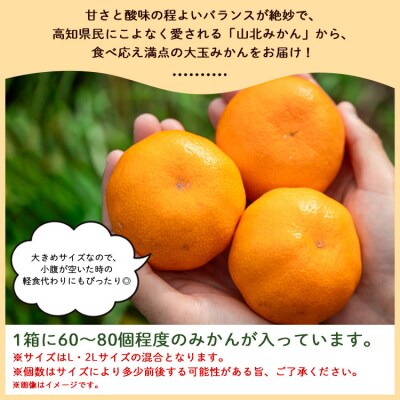 山北みかん 大玉サイズ(L,2Lサイズ) 10kg 約60～80個入り 甘い yk-0065