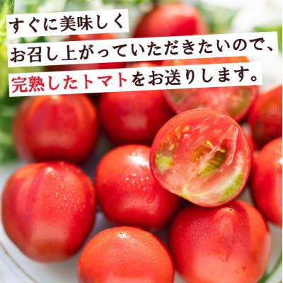 野菜ソムリエが育てた 家庭用 フルーツトマト 合計1.5kg(500g×3袋) mj-0014