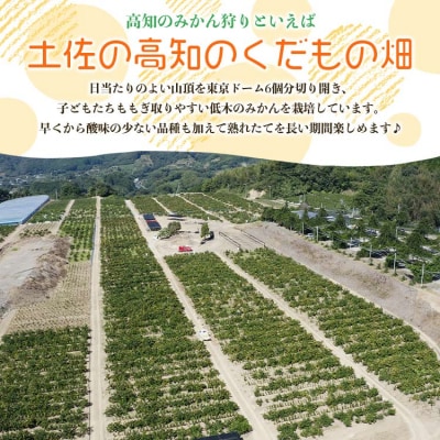 みかん狩り体験チケット 2名分(10月中旬～12月中旬頃) kd-0017