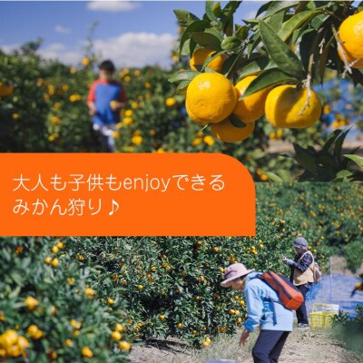 みかん狩り体験チケット 2名分(10月中旬～12月中旬頃) kd-0017