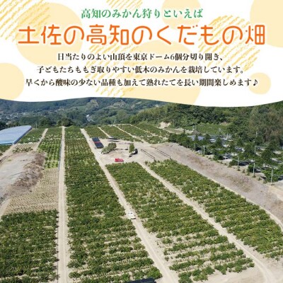 みかん狩り体験チケット 4名分(10月中旬～12月中旬頃) kd-0019