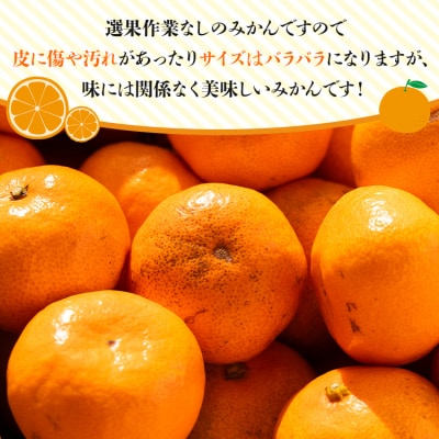 みかん 温州みかん 4kg 小玉大玉 柑橘 【無選果】 大小混合 山のてっぺん間城 ms-0072