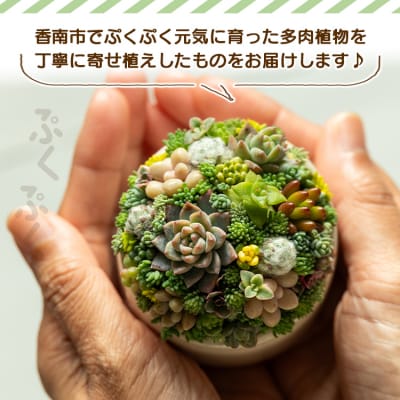 多肉植物 多肉 寄せ植え 1個 pk-0004