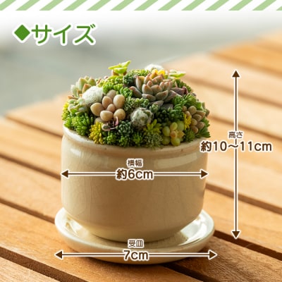 多肉植物 多肉 寄せ植え 1個 pk-0001