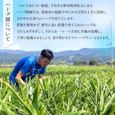 さわやかミントハーブティー 合計108袋 6回定期便 Wgr-0075